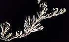 25-30 kb thumbnail JPG image of microphotograph by Doug Craft - links to larger image in right frame