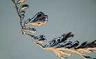 25-30 kb thumbnail JPG image of microphotograph by Doug Craft - links to larger image in right frame