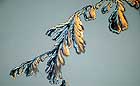 25-30 kb thumbnail JPG image of microphotograph by Doug Craft - links to larger image in right frame