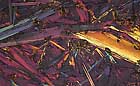 25-30 kb thumbnail JPG image of microphotograph by Doug Craft - links to larger image in right frame