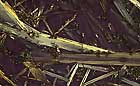 25-30 kb thumbnail JPG image of microphotograph by Doug Craft - links to larger image in right frame