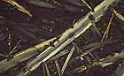 25-30 kb thumbnail JPG image of microphotograph by Doug Craft - links to larger image in right frame