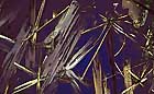 25-30 kb thumbnail JPG image of microphotograph by Doug Craft - links to larger image in right frame