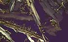 25-30 kb thumbnail JPG image of microphotograph by Doug Craft - links to larger image in right frame