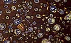 25-30 kb thumbnail JPG image of microphotograph by Doug Craft - links to larger image in right frame