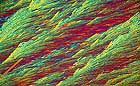 25-30 kb thumbnail JPG image of microphotograph by Doug Craft - links to larger image in right frame