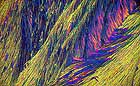 25-30 kb thumbnail JPG image of microphotograph by Doug Craft - links to larger image in right frame