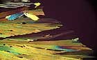 25-30 kb thumbnail JPG image of microphotograph by Doug Craft - links to larger image in right frame
