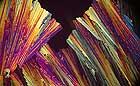 25-30 kb thumbnail JPG image of microphotograph by Doug Craft - links to larger image in right frame