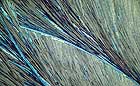 25-30 kb thumbnail JPG image of microphotograph by Doug Craft - links to larger image in right frame