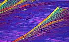 25-30 kb thumbnail JPG image of microphotograph by Doug Craft - links to larger image in right frame