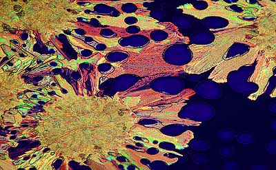 50 kb JPG microphoto of a micro texture by Doug Craft