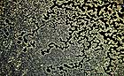 25-30 kb thumbnail JPG image of microphotograph by Doug Craft - links to larger image in right frame