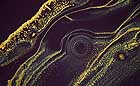 25-30 kb thumbnail JPG image of microphotograph by Doug Craft - links to larger image in right frame