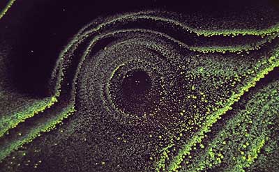 50 kb JPG microphoto of a micro texture by Doug Craft