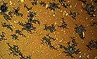 25-30 kb thumbnail JPG image of microphotograph by Doug Craft - links to larger image in right frame