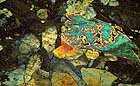 25-30 kb thumbnail JPG image of microphotograph by Doug Craft - links to larger image in right frame