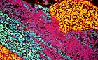 25-30 kb thumbnail JPG image of microphotograph by Doug Craft - links to larger image in right frame