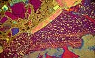 25-30 kb thumbnail JPG image of microphotograph by Doug Craft - links to larger image in right frame