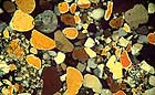 25-30 kb thumbnail JPG image of microphotograph by Doug Craft - links to larger image in right frame