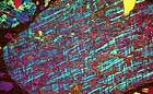 25-30 kb thumbnail JPG image of microphotograph by Doug Craft - links to larger image in right frame