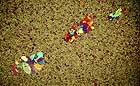 25-30 kb thumbnail JPG image of microphotograph by Doug Craft - links to larger image in right frame