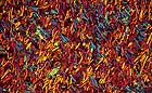 25-30 kb thumbnail JPG image of microphotograph by Doug Craft - links to larger image in right frame