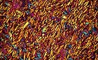 25-30 kb thumbnail JPG image of microphotograph by Doug Craft - links to larger image in right frame