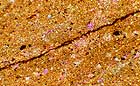 25-30 kb thumbnail JPG image of microphotograph by Doug Craft - links to larger image in right frame