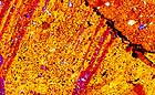 25-30 kb thumbnail JPG image of microphotograph by Doug Craft - links to larger image in right frame