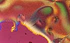 25-30 kb thumbnail JPG image of microphotograph by Doug Craft - links to larger image in right frame