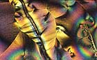 25-30 kb thumbnail JPG image of microphotograph by Doug Craft - links to larger image in right frame