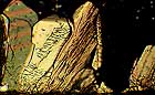 25-30 kb thumbnail JPG image of microphotograph by Doug Craft - links to larger image in right frame