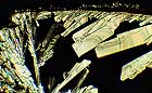 25-30 kb thumbnail JPG image of microphotograph by Doug Craft - links to larger image in right frame