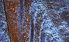 25-30 kb thumbnail JPG image of microphotograph by Doug Craft - links to larger image in right frame