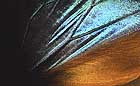 25-30 kb thumbnail JPG image of microphotograph by Doug Craft - links to larger image in right frame