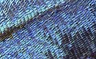 25-30 kb thumbnail JPG image of microphotograph by Doug Craft - links to larger image in right frame