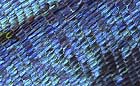 25-30 kb thumbnail JPG image of microphotograph by Doug Craft - links to larger image in right frame