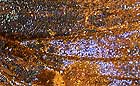 25-30 kb thumbnail JPG image of microphotograph by Doug Craft - links to larger image in right frame