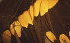 25-30 kb thumbnail JPG image of microphotograph by Doug Craft - links to larger image in right frame