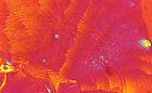 25-30 kb thumbnail JPG image of microphotograph by Doug Craft - links to larger image in right frame