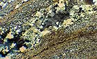 25-30 kb thumbnail JPG image of microphotograph by Doug Craft - links to larger image in right frame