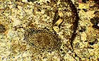 25-30 kb thumbnail JPG image of microphotograph by Doug Craft - links to larger image in right frame