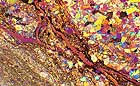 25-30 kb thumbnail JPG image of microphotograph by Doug Craft - links to larger image in right frame