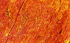 25-30 kb thumbnail JPG image of microphotograph by Doug Craft - links to larger image in right frame