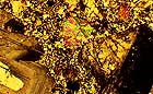 25-30 kb thumbnail JPG image of microphotograph by Doug Craft - links to larger image in right frame