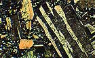 25-30 kb thumbnail JPG image of microphotograph by Doug Craft - links to larger image in right frame