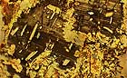 25-30 kb thumbnail JPG image of microphotograph by Doug Craft - links to larger image in right frame