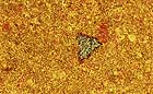 25-30 kb thumbnail JPG image of microphotograph by Doug Craft - links to larger image in right frame