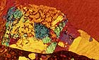 25-30 kb thumbnail JPG image of microphotograph by Doug Craft - links to larger image in right frame